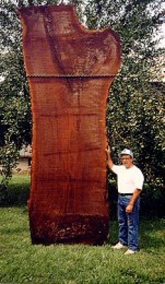 Large live edge walnut slab
